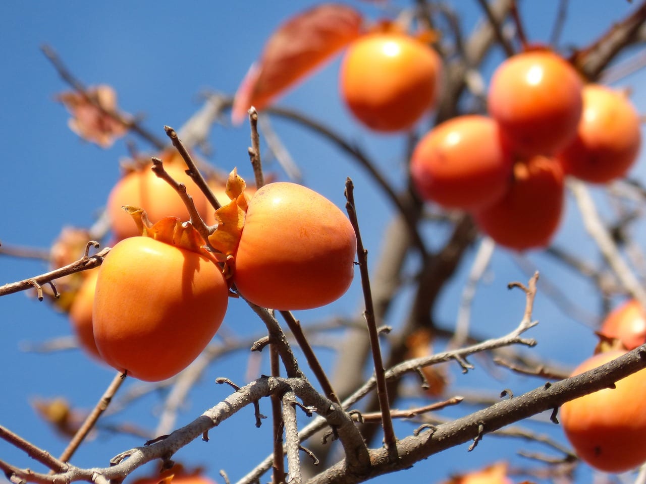 Caquis Rojo Brillante madurando en el árbol