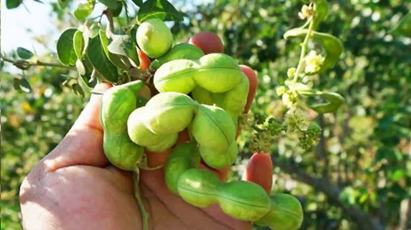 Guamúchil (Pithecellobium dulce): cultivo, fruto y clima