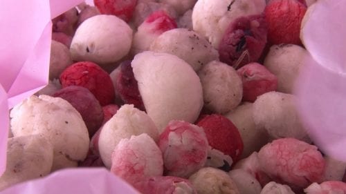 Frutos maduros de guamúchil abiertos mostrando la pulpa