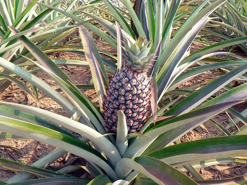 Planta de piña, Ananas comosus, con su fruto en formación sobre la roseta de hojas