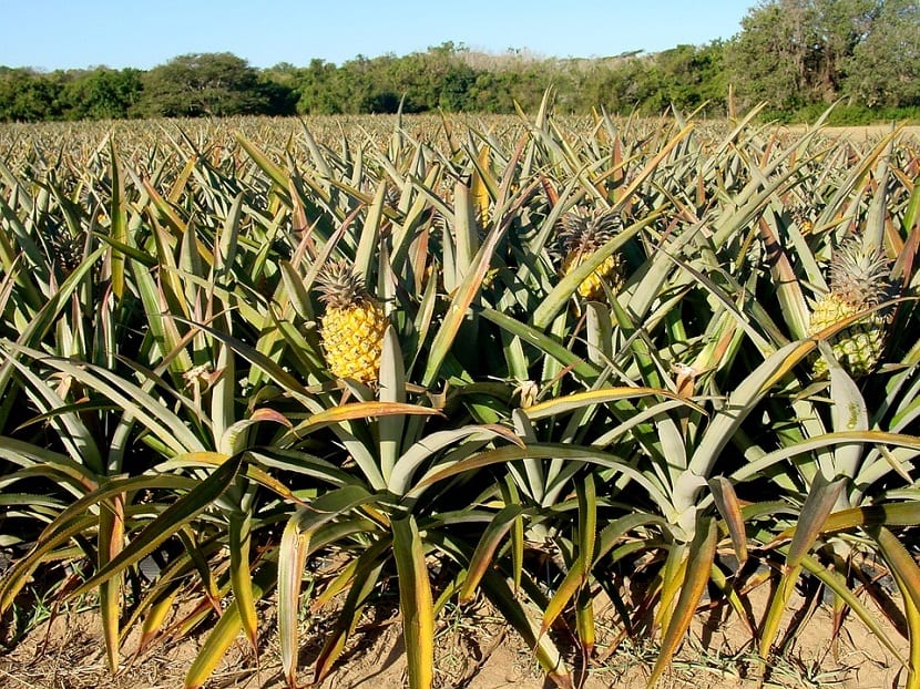 Plantación de piñas con las rosetas alineadas en el campo