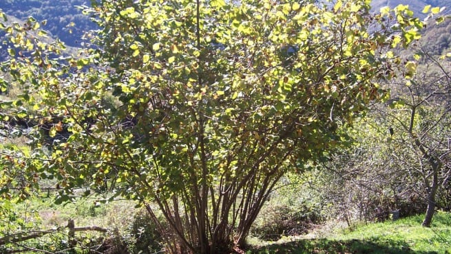 Avellano con sus hojas y frutos en el involucro