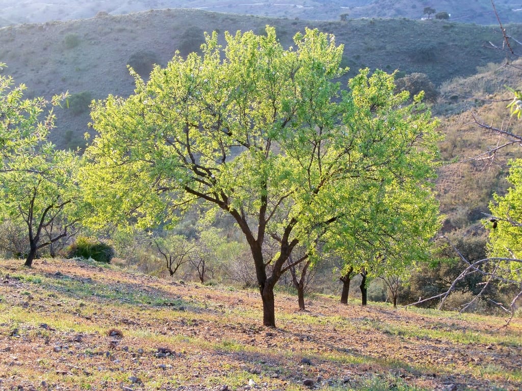 Poda del almendro: cuándo y cómo hacerla paso a paso