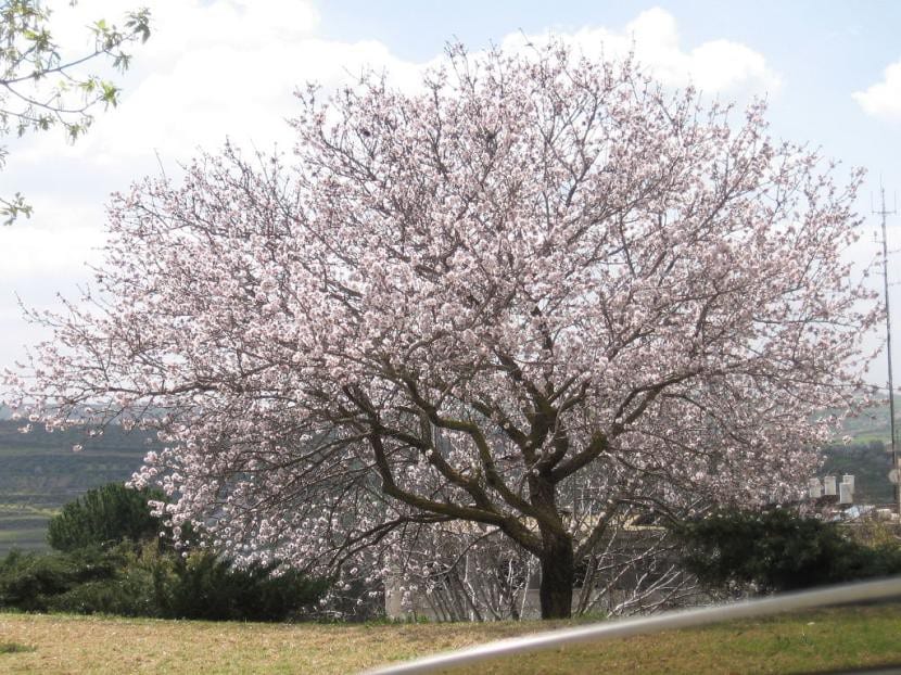 Almendro (Prunus dulcis) en flor a finales de invierno