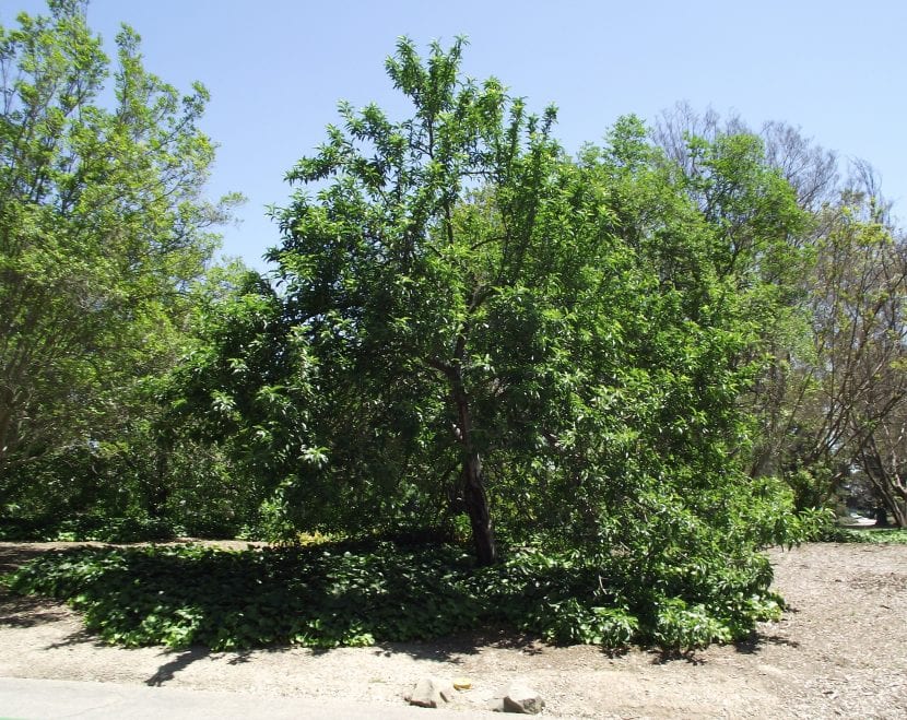 Melocotonero (Prunus persica) cargado de fruta