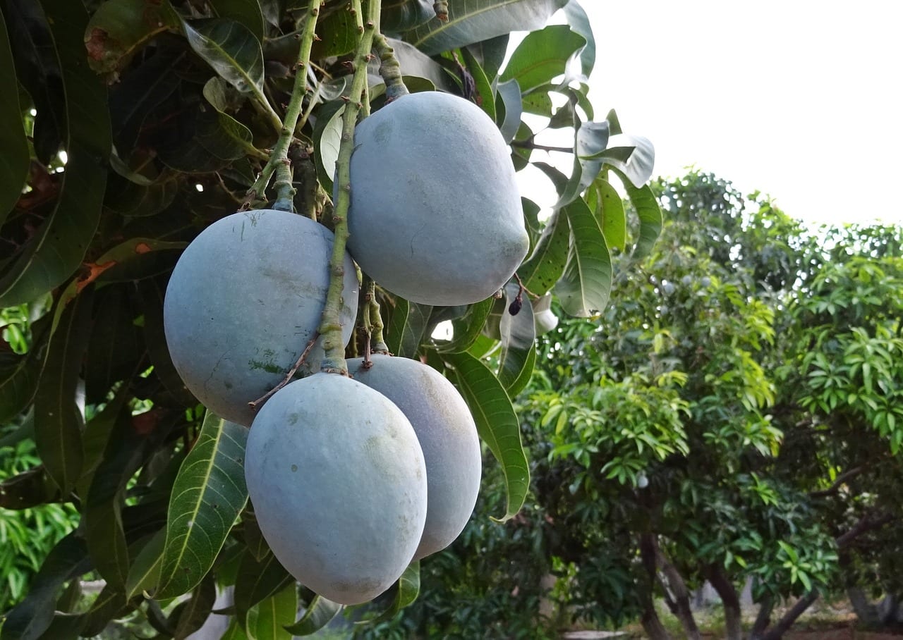 Frutos de mango madurando en el árbol