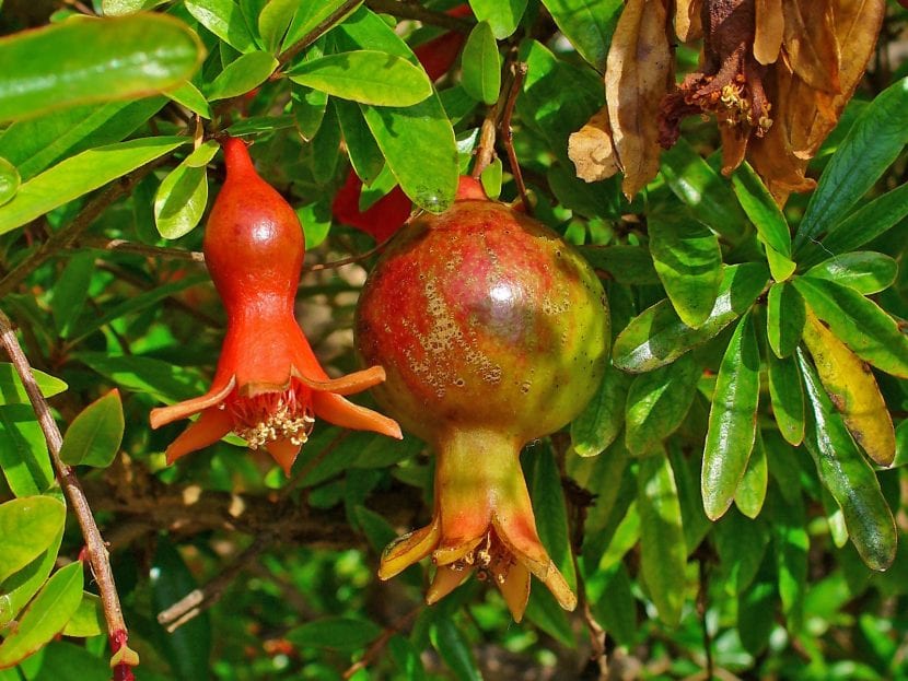 Granadas maduras en el árbol