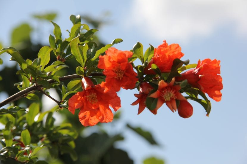 Granado en flor con flores rojas anaranjadas