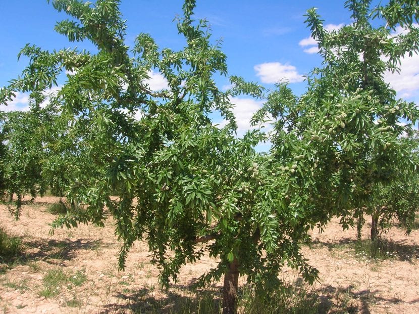 Almendro de la variedad Lauranne en plena floración