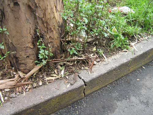 Raíces de un árbol agrietando y levantando el bordillo de una acera