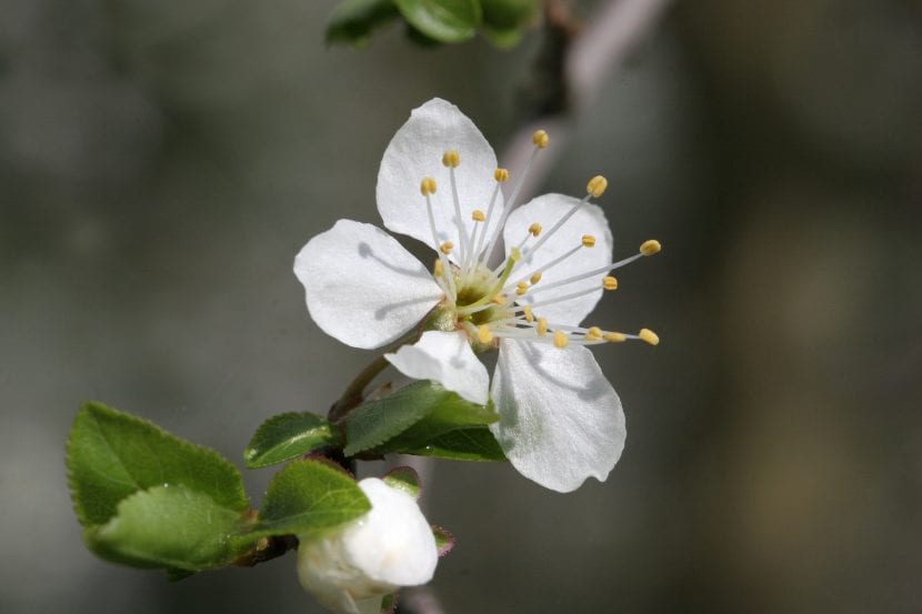 Flores blancas de Prunus insititia abriéndose en primavera