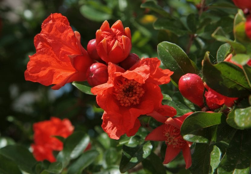 Flores rojas de Punica granatum abiertas en verano