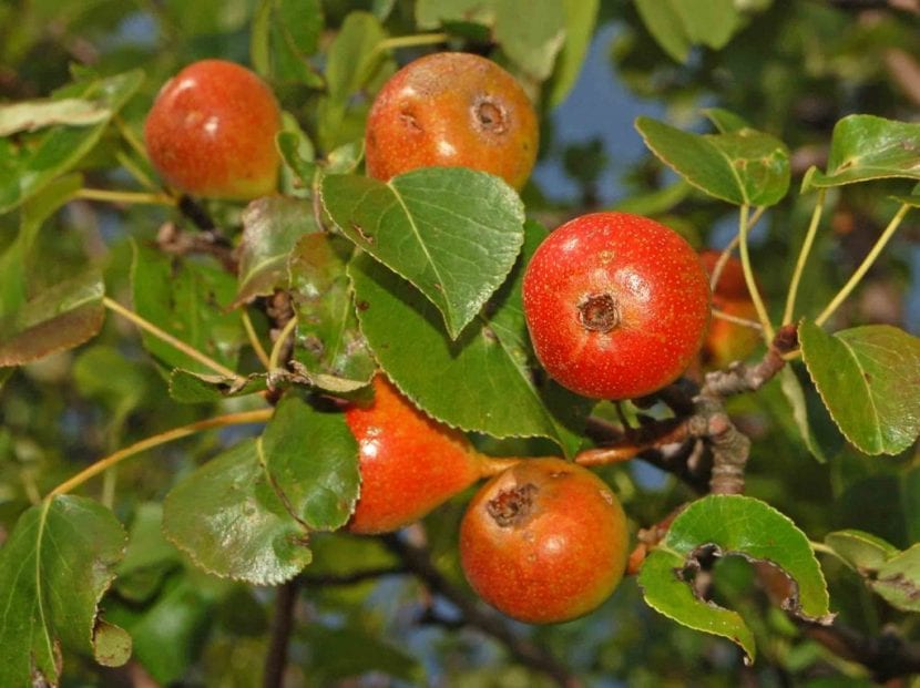 Ejemplar adulto de Pyrus pyraster o peral bravío