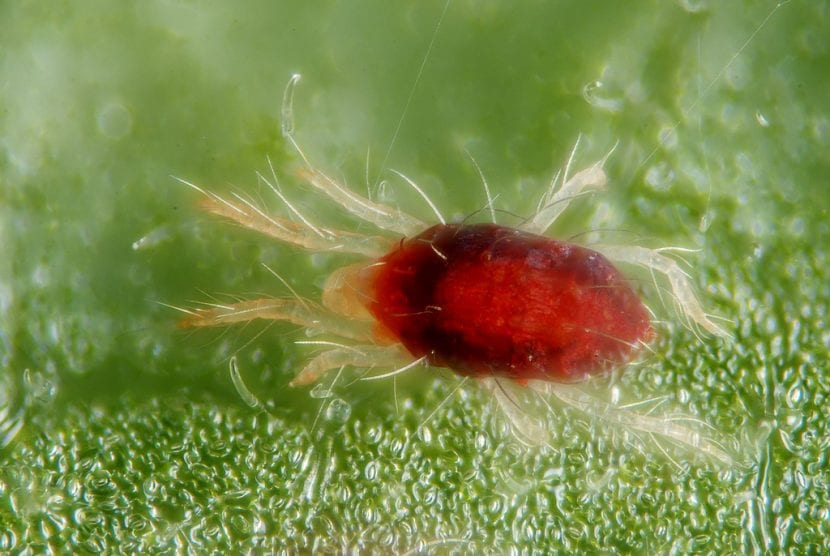 Araña roja, ácaro que ataca a las hojas del peral