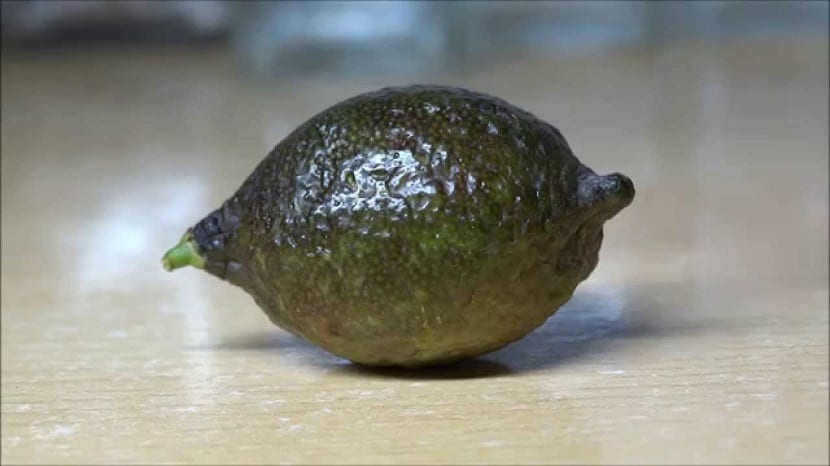 Perlas de caviar de limón en el interior del fruto abierto