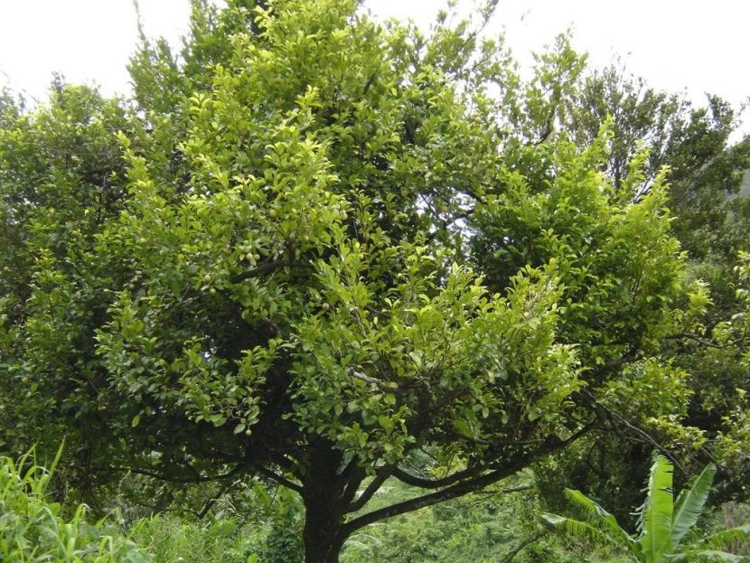 Árbol de nuez moscada, Myristica fragrans, en cultivo