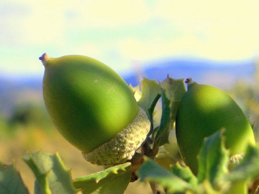 Bellotas de encina maduras en la rama