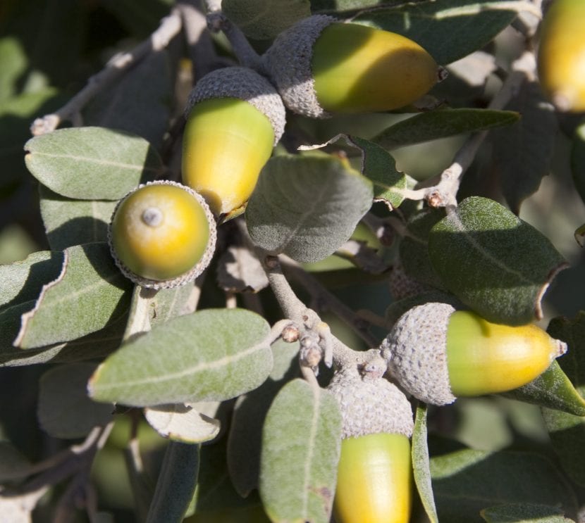 Bellotas maduras de encina en la rama