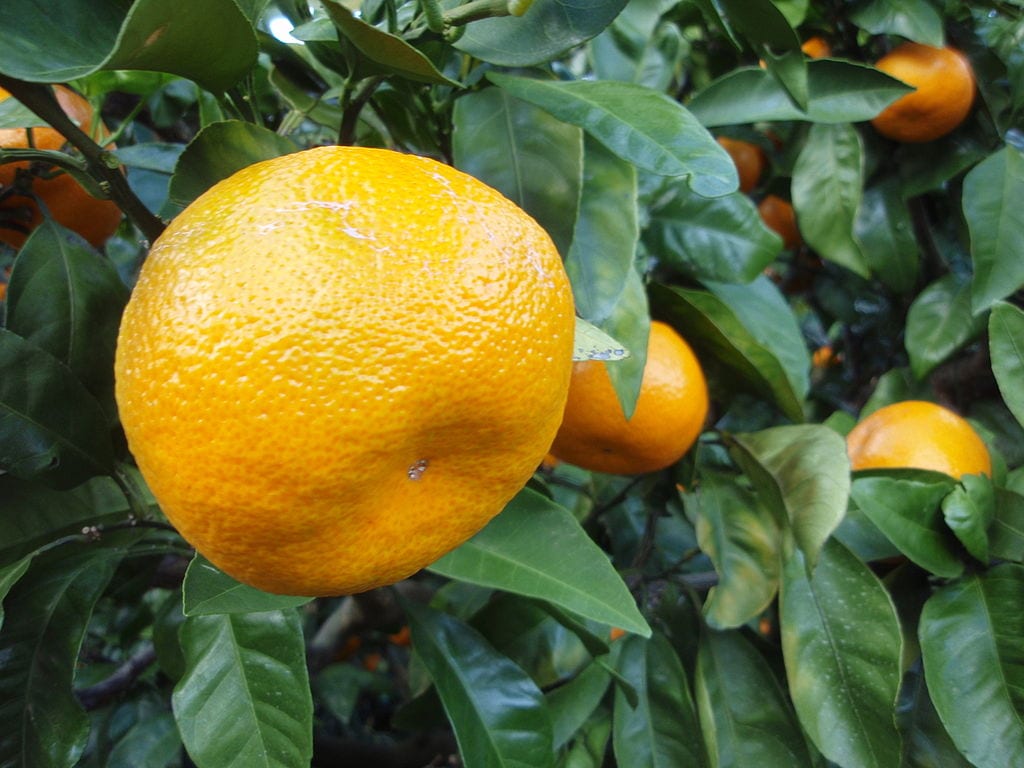 Frutos de satsuma madurando en el árbol