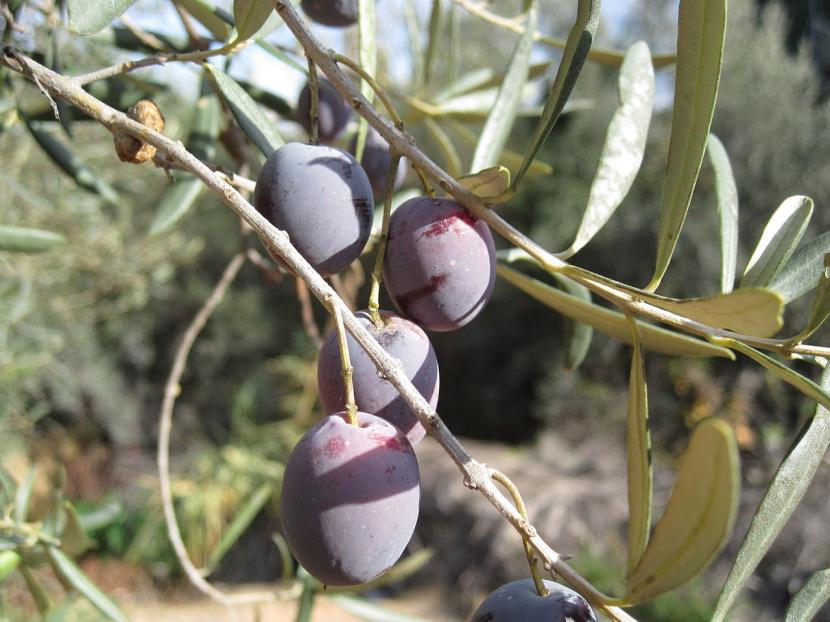 Frutales de hoja perenne: cuáles elegir para el jardín