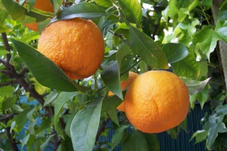 Naranjo cargado de fruta en un jardín