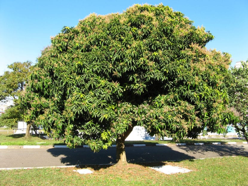 Árbol de mango adulto con su copa densa y hojas lanceoladas