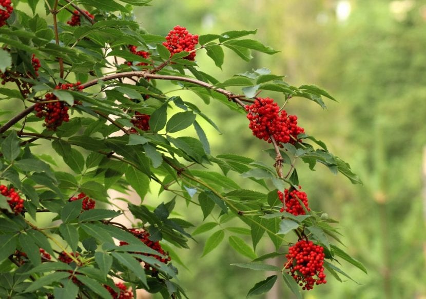 Serbal de cazadores con sus frutos rojos maduros
