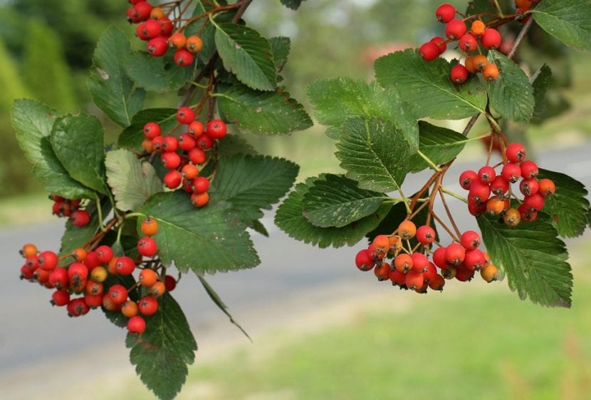 Sorbus intermedia, el serbal sueco, empleado en alineaciones urbanas
