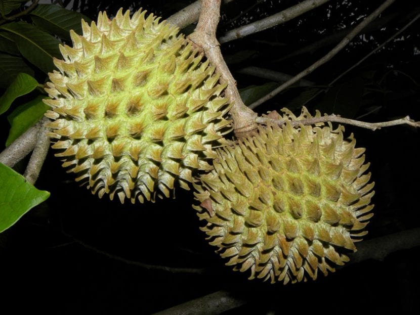 Fruto de sincuya, Annona purpurea, con su superficie erizada