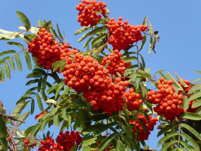 Frutos rojo anaranjados del Sorbus aucuparia en racimos