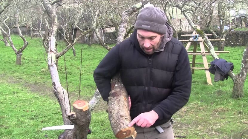 Renovación de manzanos viejos por árboles nuevos en una parcela