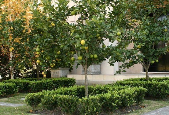 Limonero cargado de frutos maduros