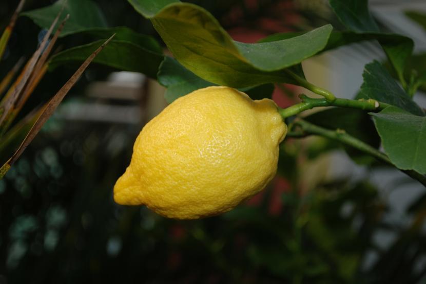 Limonero cargado de fruta en un jardín
