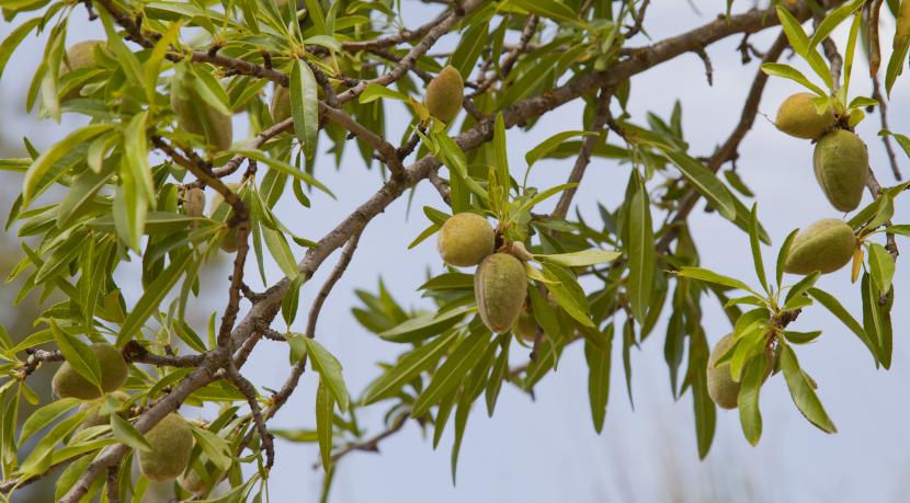Almendro en flor, Prunus dulcis
