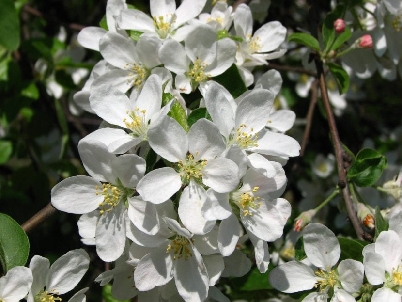 Flores de manzano en primavera