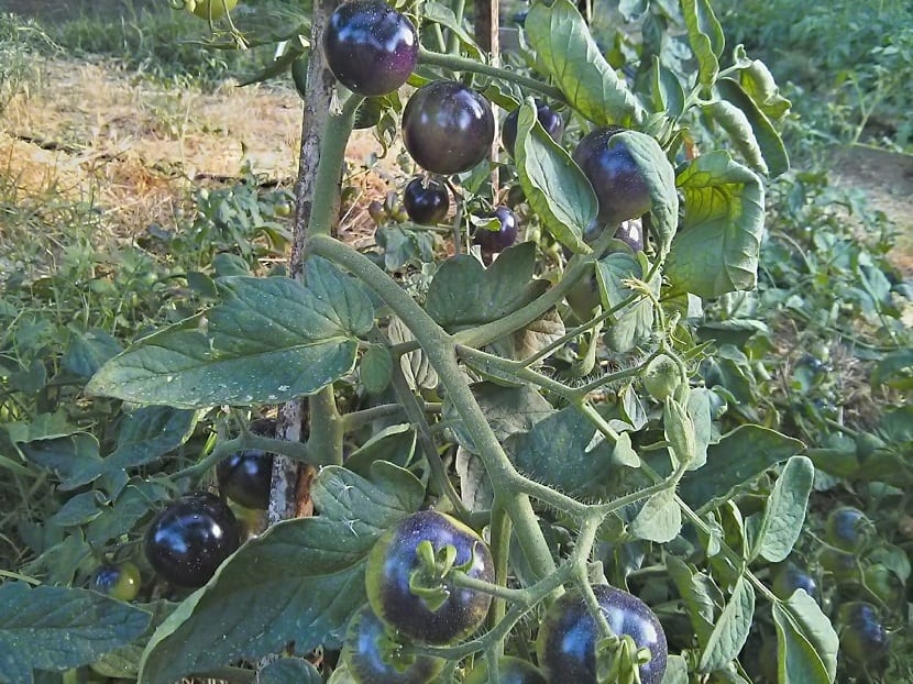 Tomatera cargada de tomates de color azul oscuro o púrpura