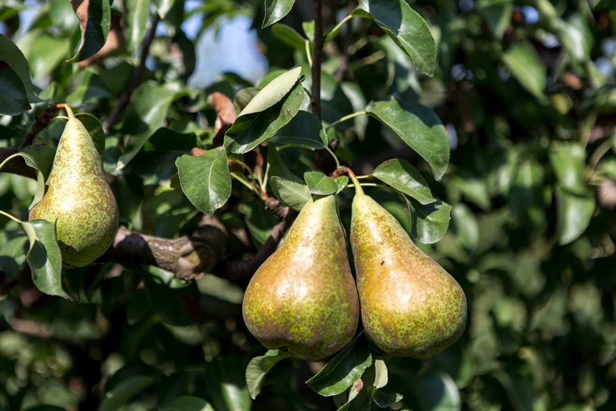 Pera limonera: propiedades, usos en cocina y cultivo