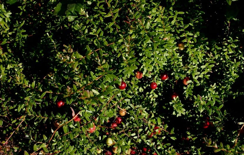 Mata rastrera de arándano rojo con frutos pequeños de color rojo