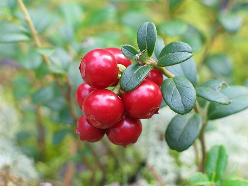Vaccinium macrocarpon: cultivo del arándano rojo grande