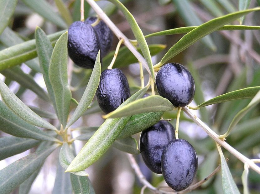 Aceitunas maduras en el árbol antes de la recolección
