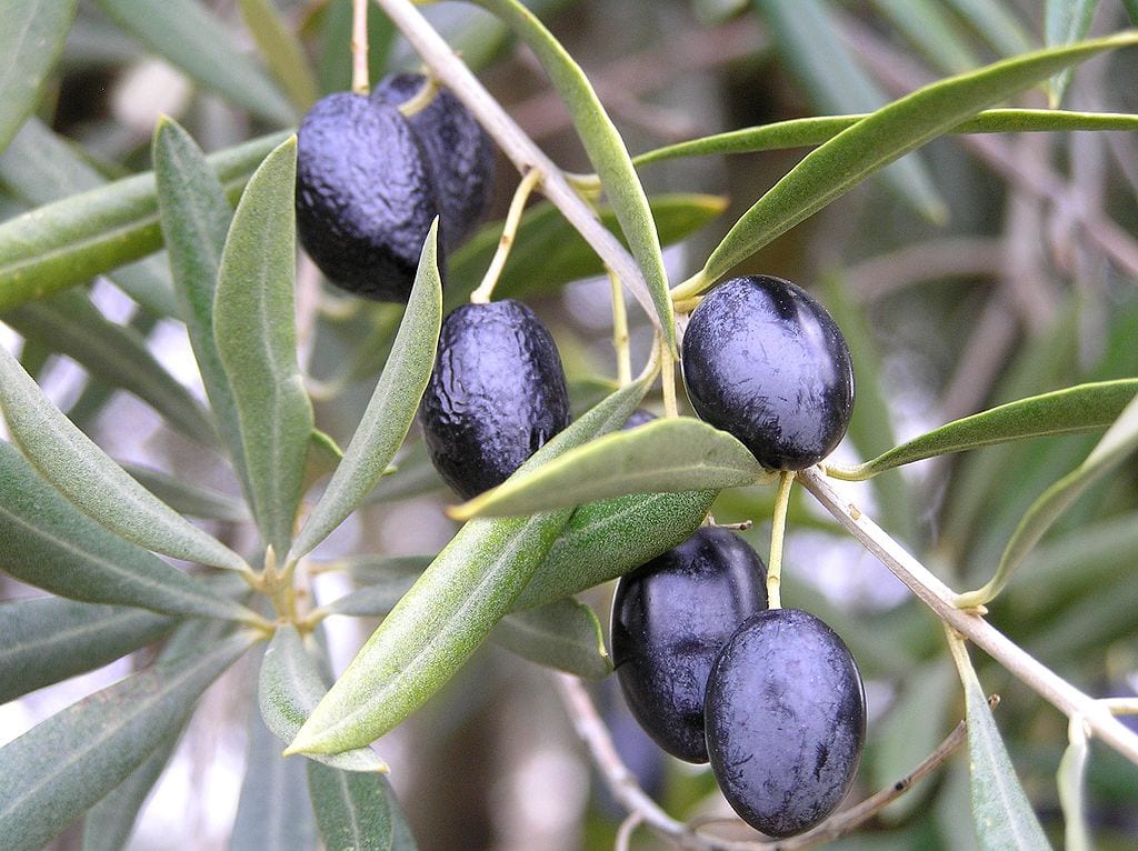 Variedades de olivo en España: cuál plantar y por qué