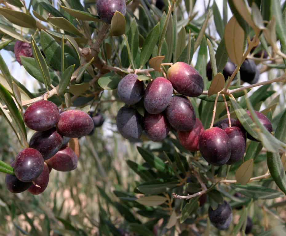 Aceitunas de la variedad Picual en la rama