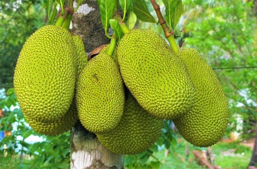 Árbol de yaca con frutos grandes creciendo pegados al tronco