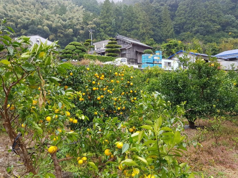 Plantación de yuzu en cultivo