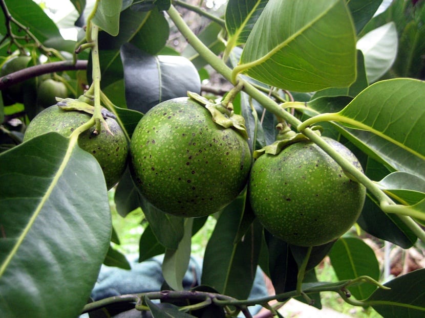 Zapote blanco: cultivo, recolección y precauciones