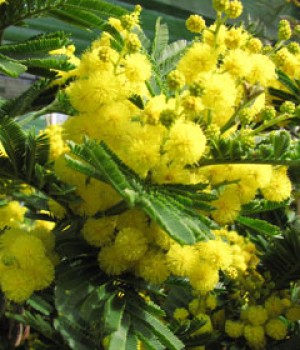 Acacia dealbata