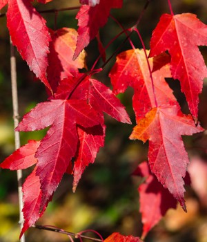 Acer tataricum subsp. ginnala
