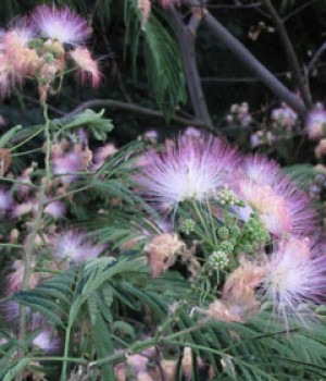 Albizia julibrissin