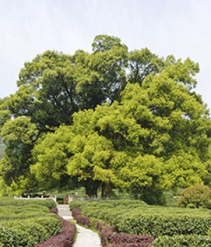 Cinnamomum camphora