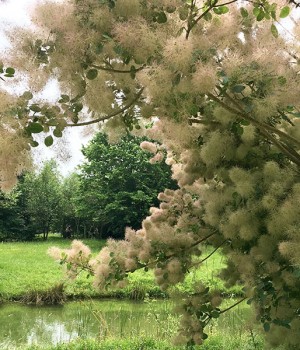 Cotinus coggygria